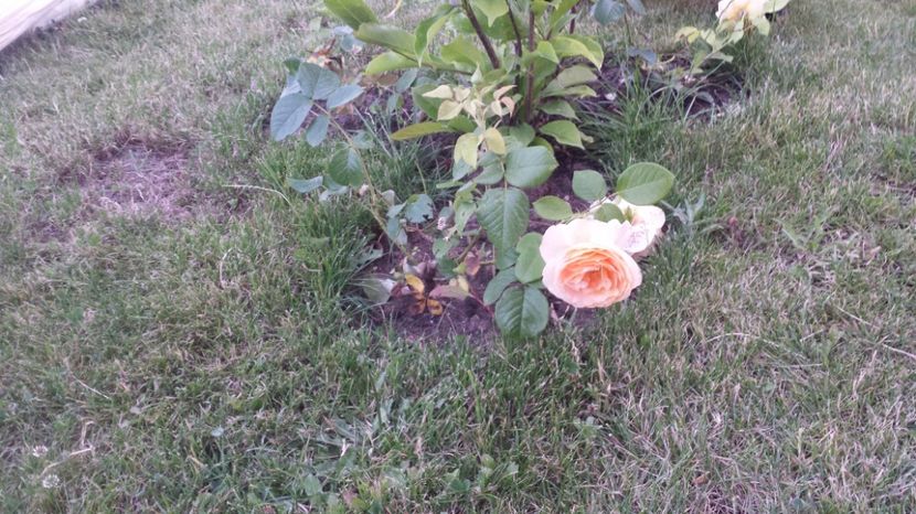 Candelight.Mici dar harnicuti - Gradina iunie 2017