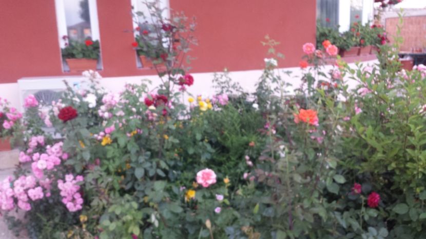  - Gradina iunie 2017