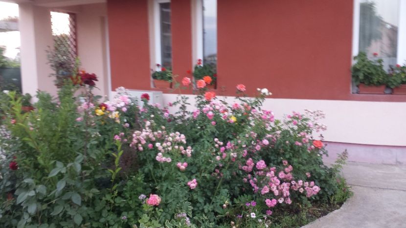  - Gradina iunie 2017