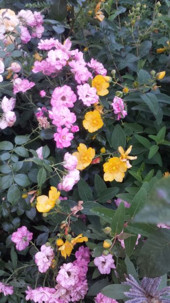 Mirato si Hypericum - Gradina iunie 2017