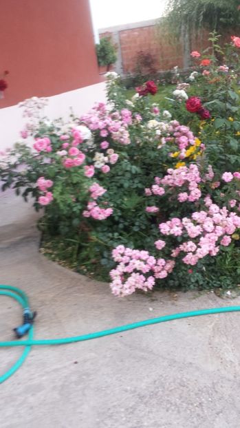 Pomponella si Mirato - Gradina iunie 2017