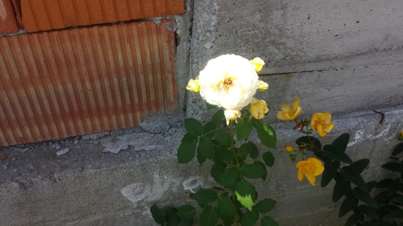 Nelson Montfort - Gradina iunie 2017