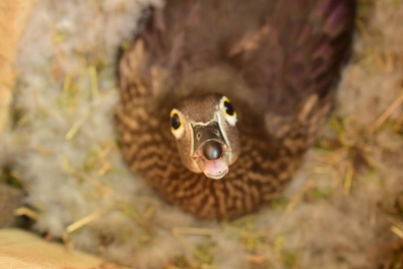 rate caroline - Rate caroline