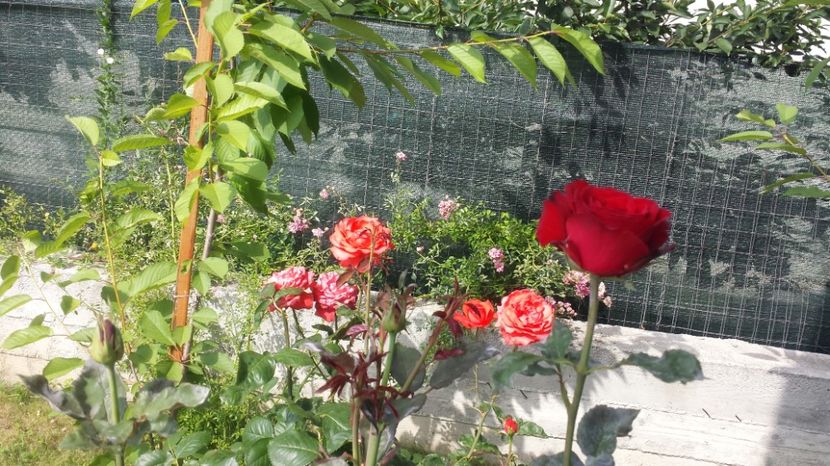 Mr. Lincoln si Tanor star - Trandafiri comerciali