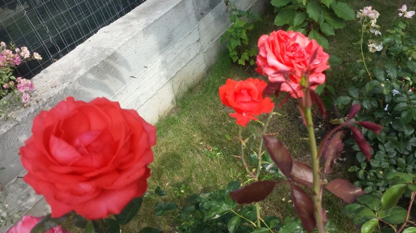 Tanor star - Trandafiri comerciali