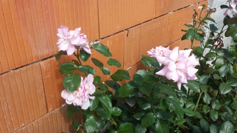 Queen Elisabeth - Trandafiri comerciali