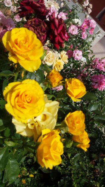 Buccaneer - Trandafiri comerciali