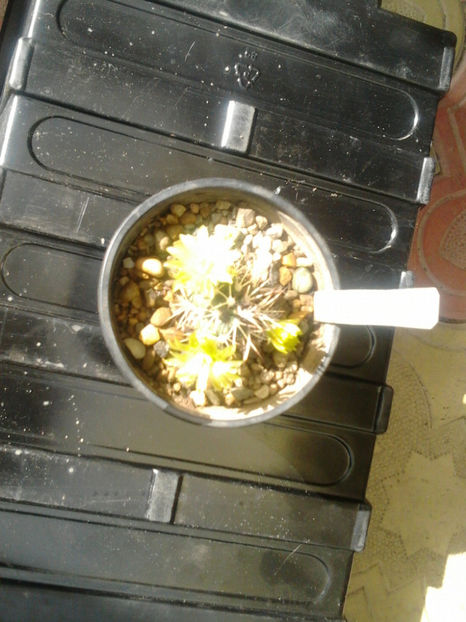 101 018 - Flori cactusi 2017