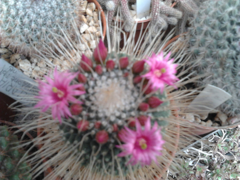 101 026 - Flori cactusi 2017