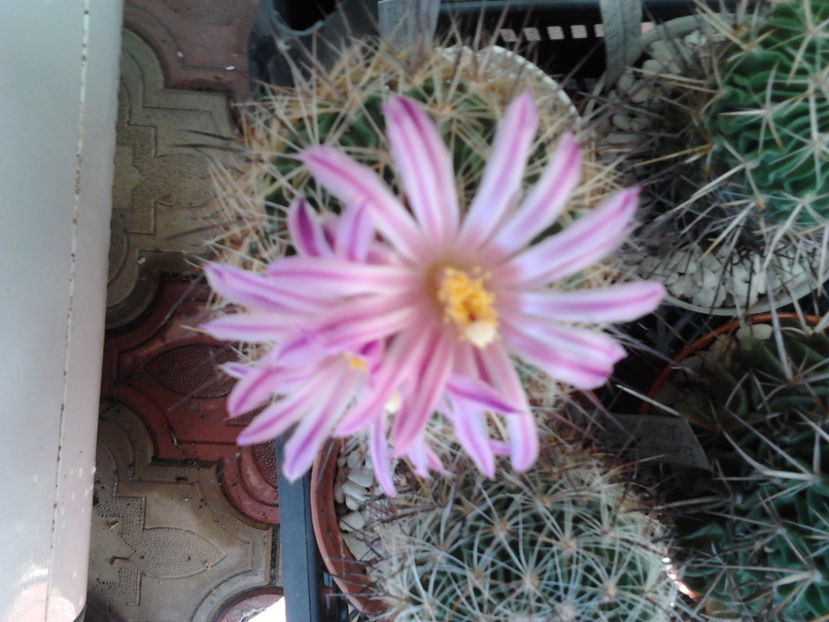 101 028 - Flori cactusi 2017