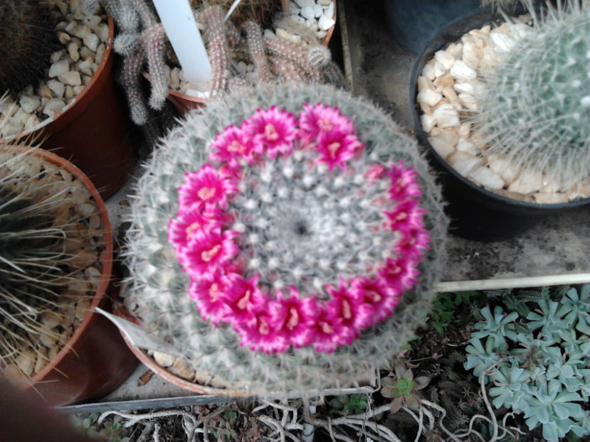 101 029 - Flori cactusi 2017