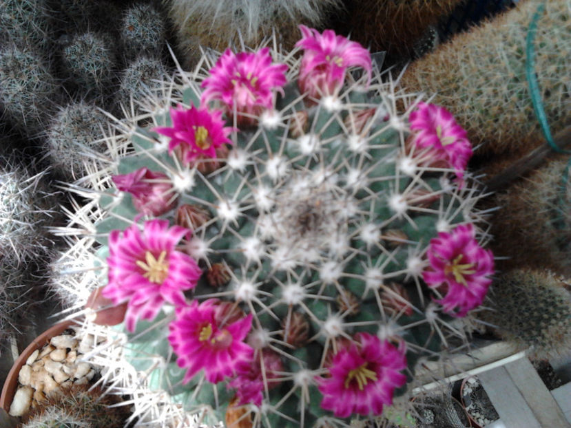 101 030 - Flori cactusi 2017