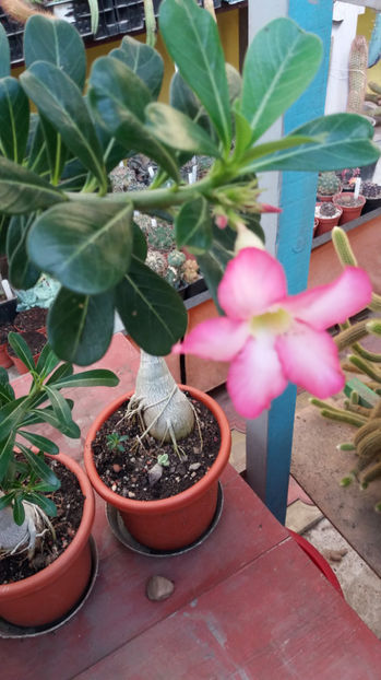 101 053 - Flori cactusi 2017