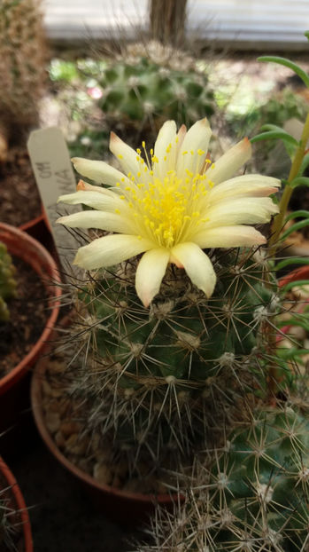101 055 - Flori cactusi 2017