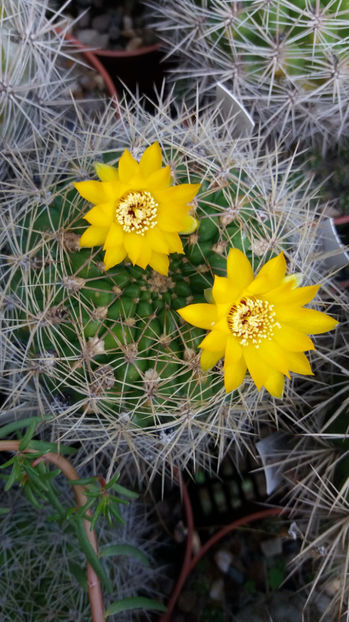101 060 - Flori cactusi 2017