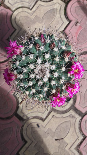 101 241 - Flori cactusi 2017