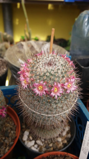 101 249 - Flori cactusi 2017