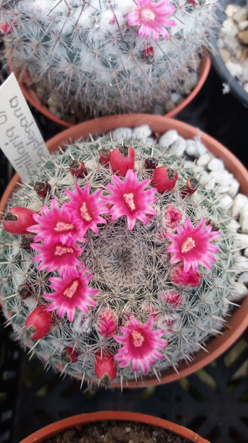101 250 - Flori cactusi 2017