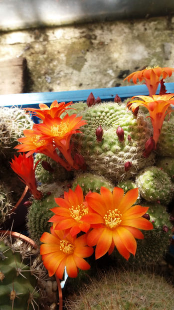 101 251 - Flori cactusi 2017