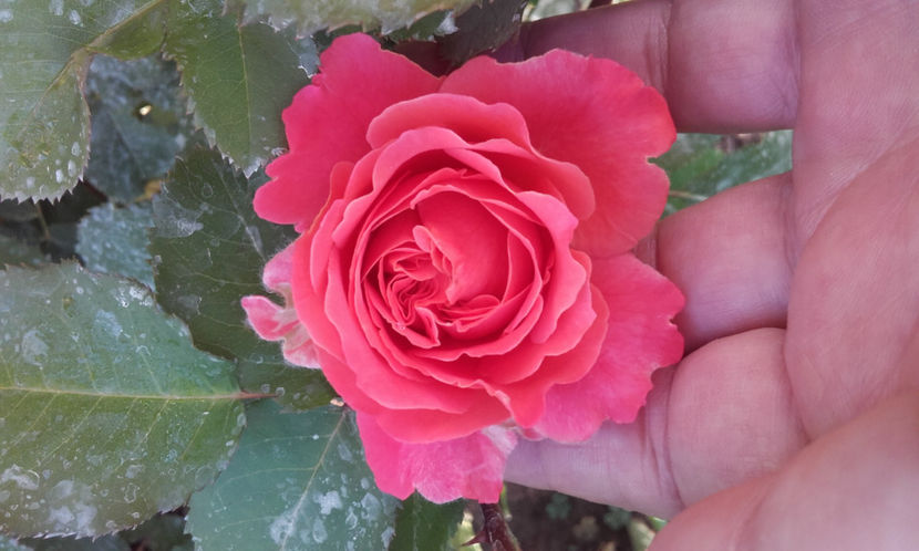  - EMILIEN GUILLOT Guillot 3