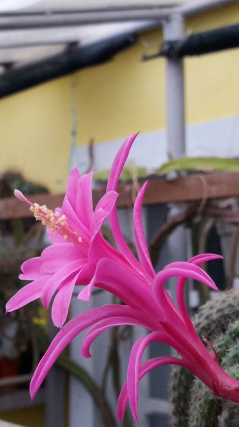 101 254 - Flori cactusi 2017