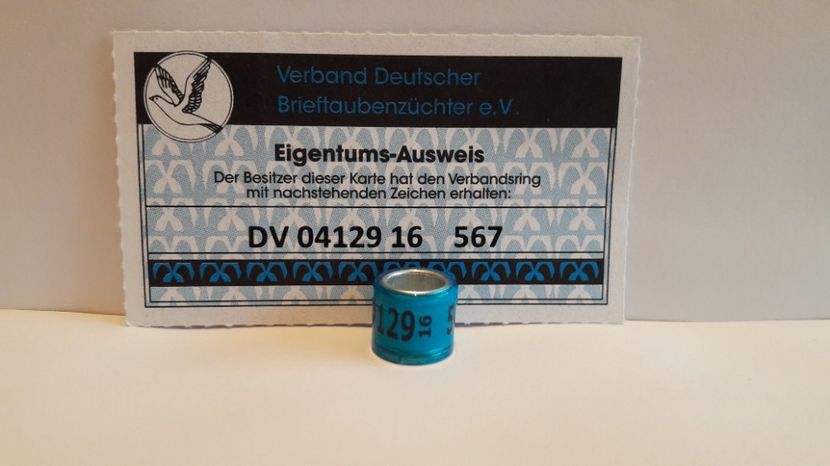 DV 16 FCI - GERMANIA - DV