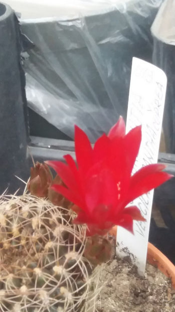 101 258 - Flori cactusi 2017