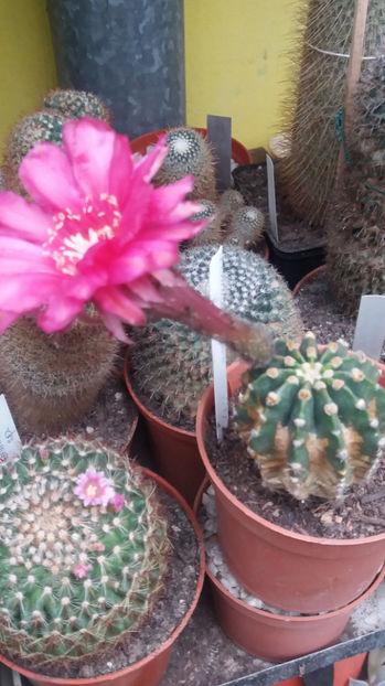 101 259 - Flori cactusi 2017