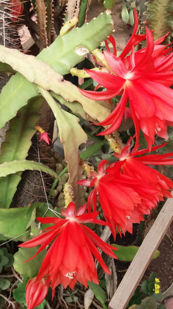 101 260 - Flori cactusi 2017