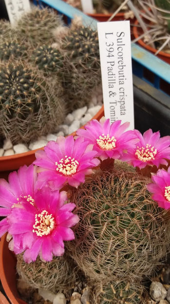 101 261 - Flori cactusi 2017