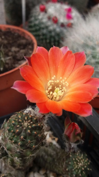 101 262 - Flori cactusi 2017