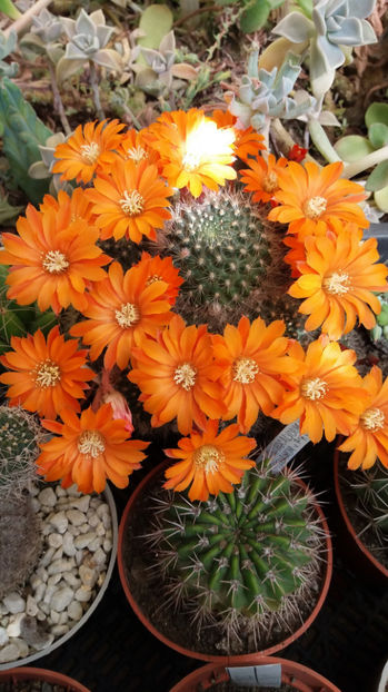 101 265 - Flori cactusi 2017