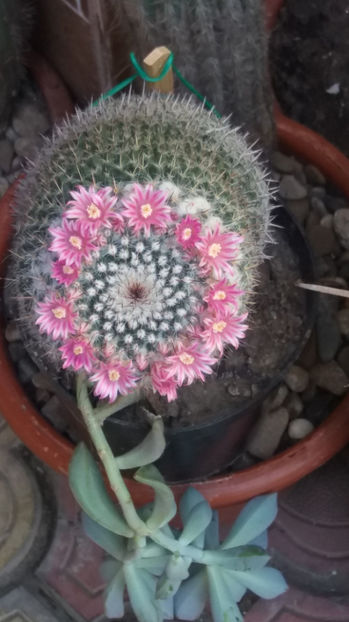 101 267 - Flori cactusi 2017
