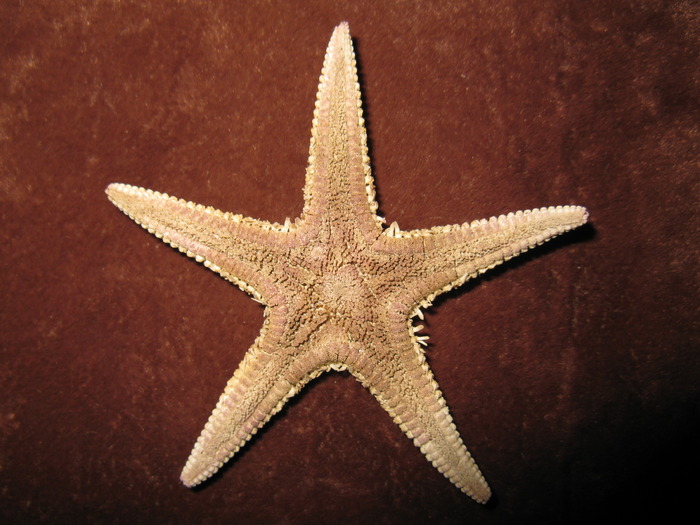 Astropecten irregularis pentacanthus - Arici si stele de mare