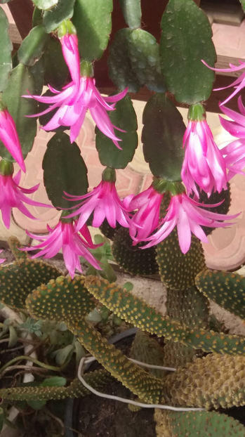 101 268 - Flori cactusi 2017