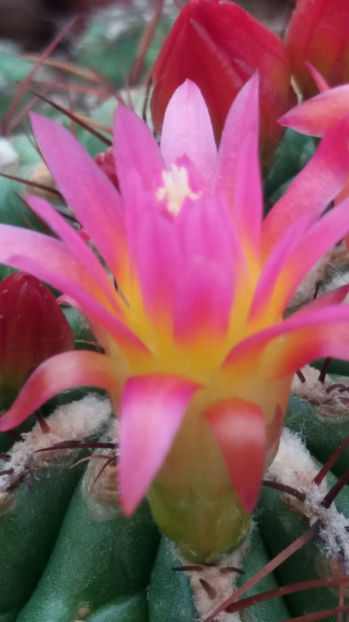 101 270 - Flori cactusi 2017