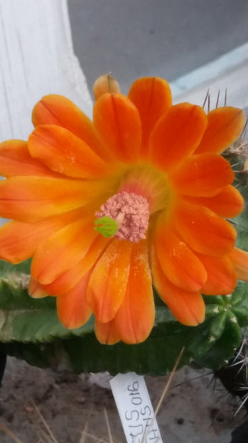 101 272 - Flori cactusi 2017