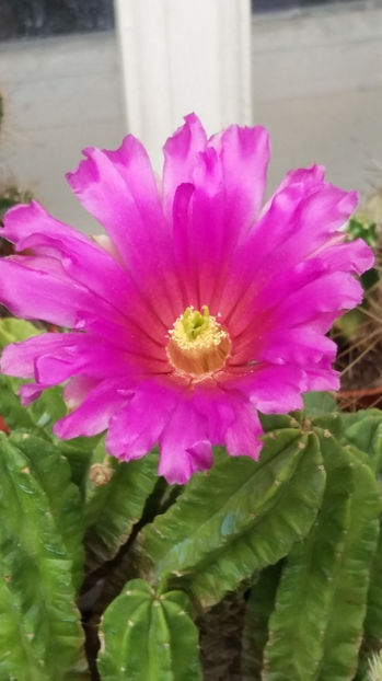 101 273 - Flori cactusi 2017