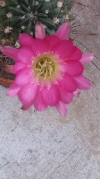 101 274 - Flori cactusi 2017