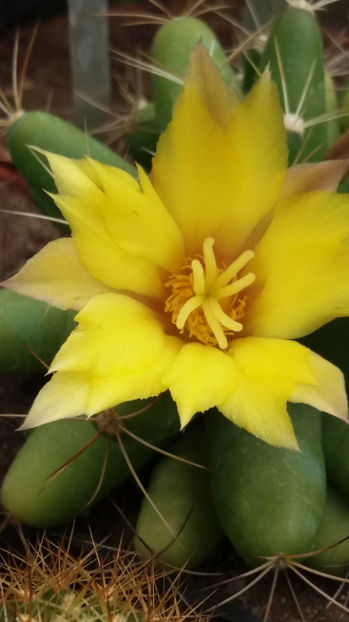 101 275 - Flori cactusi 2017