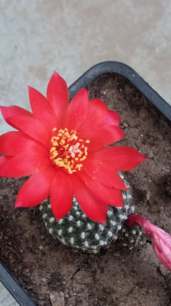 101 276 - Flori cactusi 2017