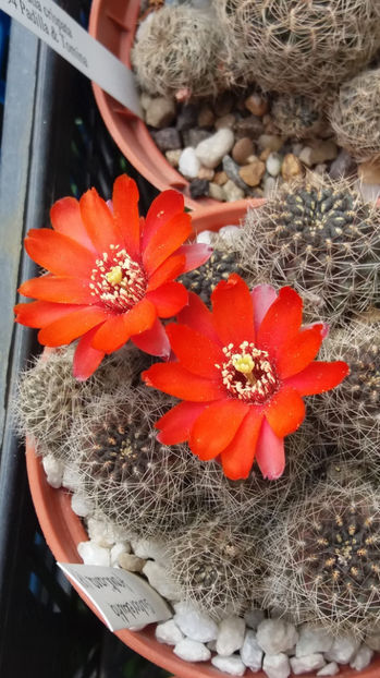 101 278 - Flori cactusi 2017