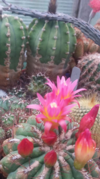 101 279 - Flori cactusi 2017