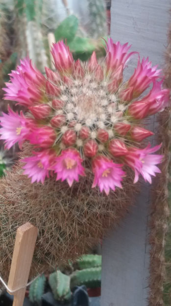 101 280 - Flori cactusi 2017