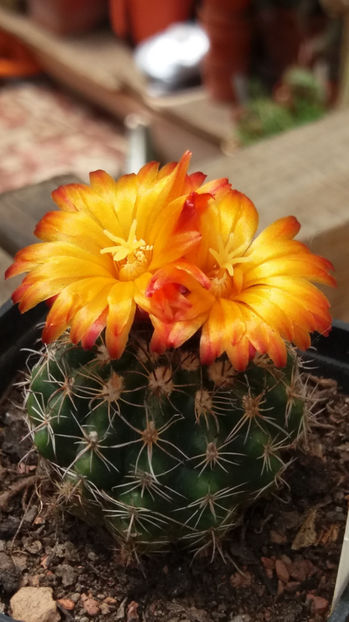 101 283 - Flori cactusi 2017