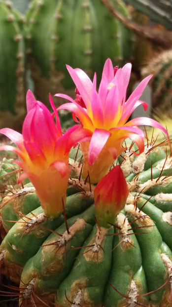 101 284 - Flori cactusi 2017