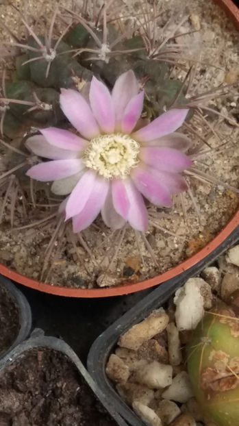 101 289 - Flori cactusi 2017
