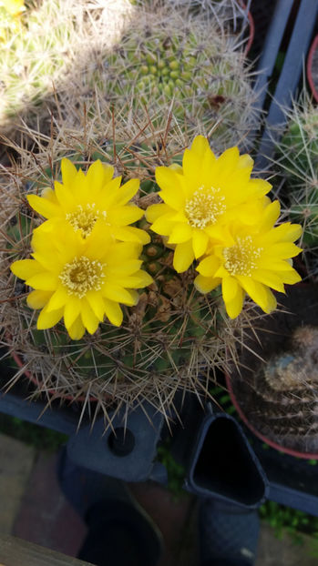 101 290 - Flori cactusi 2017