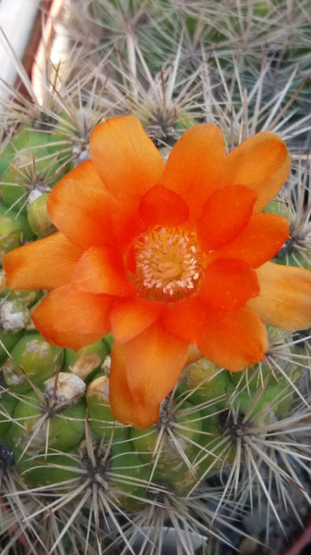 101 291 - Flori cactusi 2017