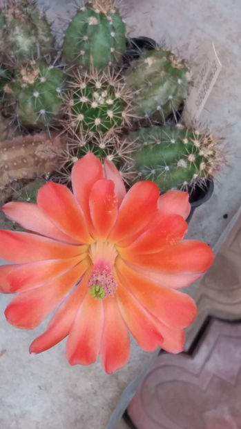 101 294 - Flori cactusi 2017